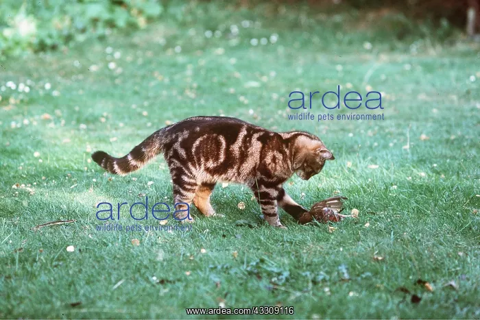 : Cat - with caught bird : Cat - with caught bird
