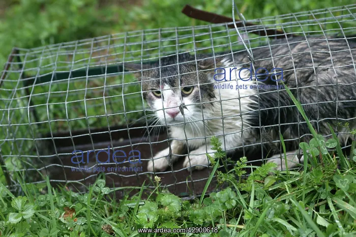 : Cat - caught in Rabbit trap : Cat - caught in Rabbit trap
