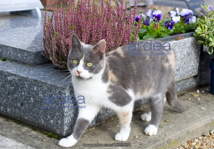 : Cat in a cemetery at All Saint's Day : Cat in a cemetery at All Saint's Day