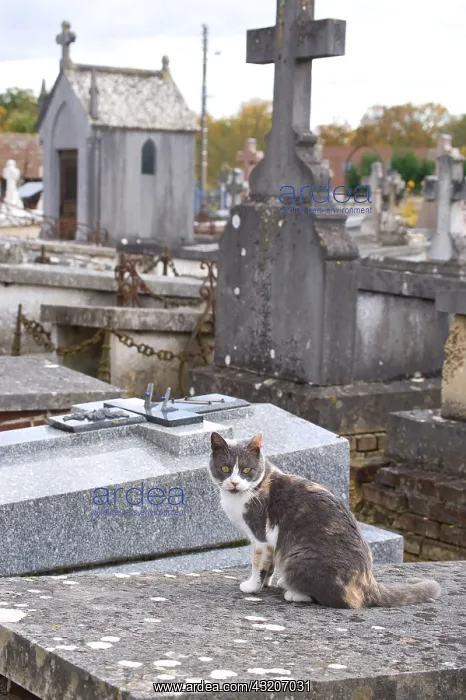 : Cat in a cemetery at All Saint's Day : Cat in a cemetery at All Saint's Day