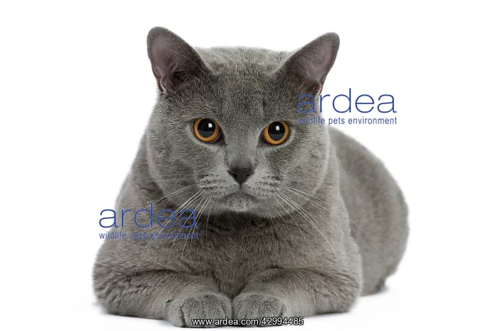  : Cat - Chartreux