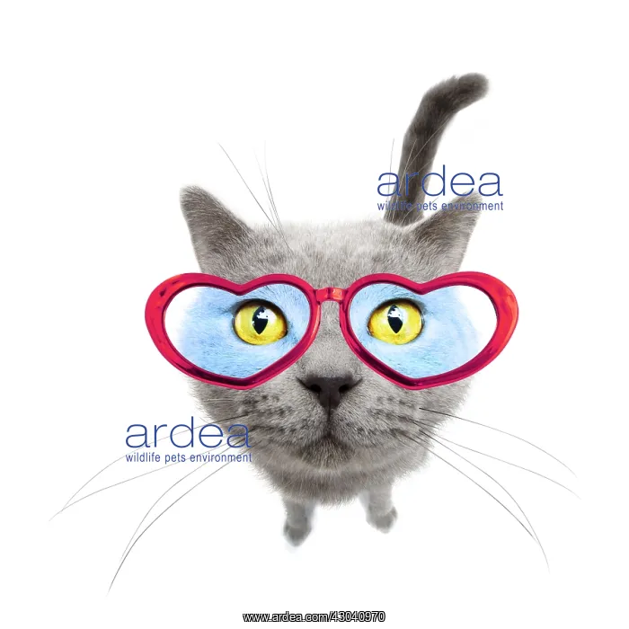 : Cat, Chartreux : Cat, Chartreux