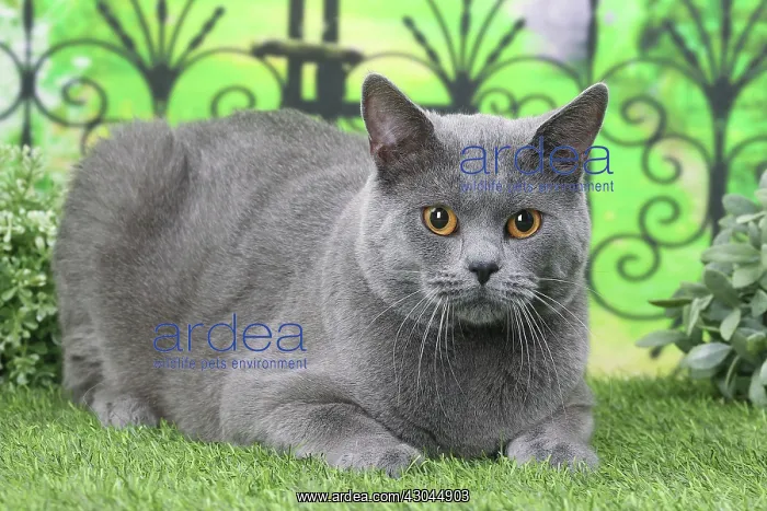  : Cat Chartreux