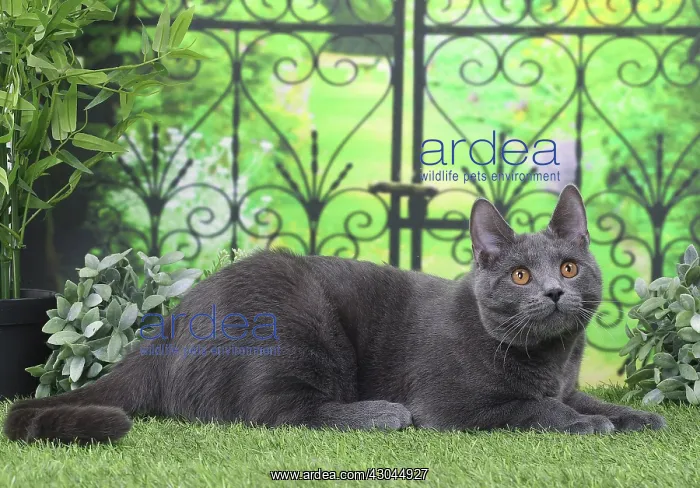 : Cat Chartreux