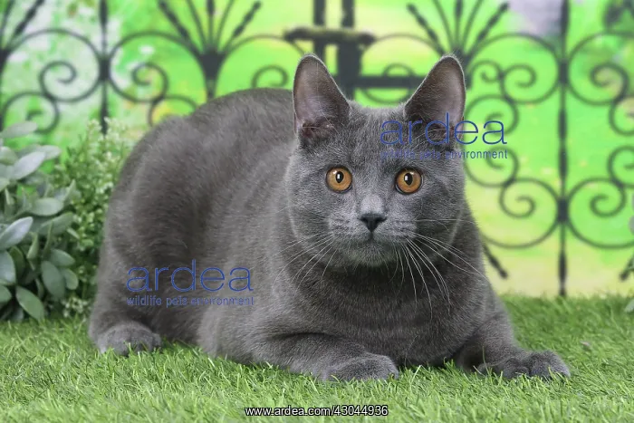  : Cat Chartreux