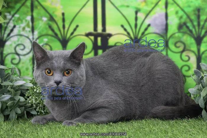  : Cat Chartreux