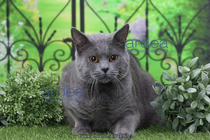  : Cat Chartreux