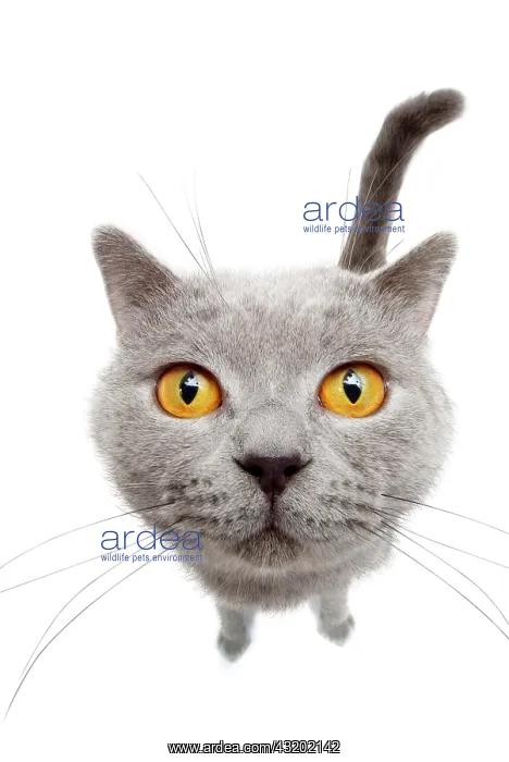 : Cat, Chartreux : Cat, Chartreux