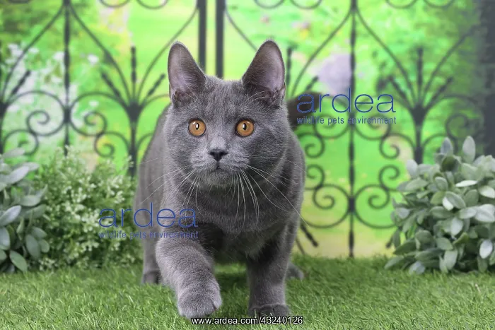  : Cat Chartreux
