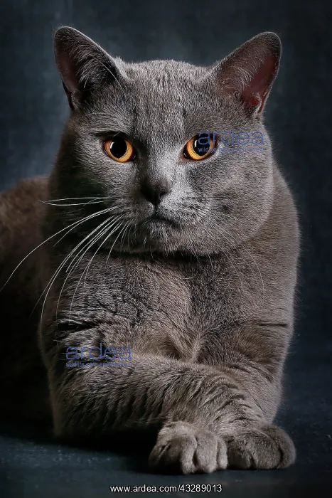 : Cat - Chartreux : Cat - Chartreux