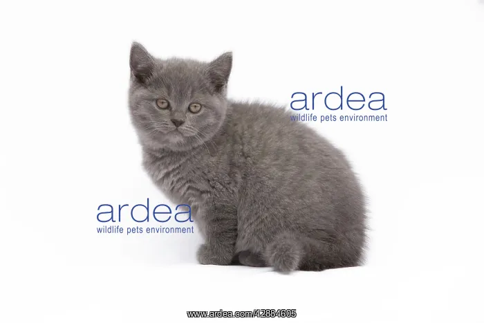  : Cat - Chartreux 8 week old kitten in studio