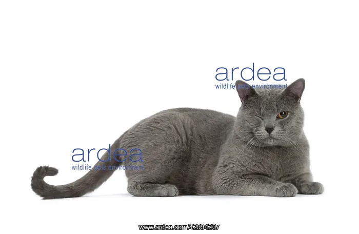: Cat - Chartreux blinking / with one eye shut : Cat - Chartreux blinking / with one eye shut