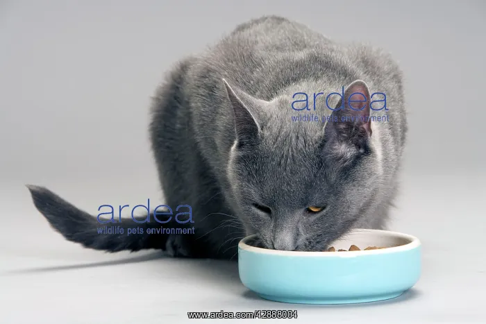 : Cat - Chartreux eating food from bowl in studio : Cat - Chartreux eating food from bowl in studio