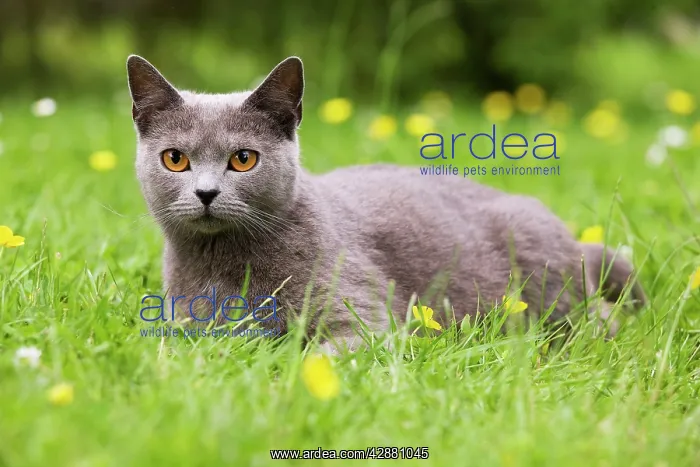  : Cat - Chartreux in garden