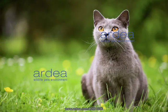  : Cat - Chartreux in garden