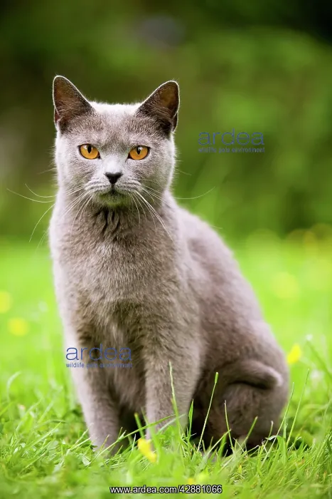  : Cat - Chartreux in garden