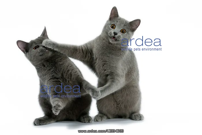 : Cat - Chartreux on hind legs fighting / boxing each other : Cat - Chartreux on hind legs fighting / boxing each other