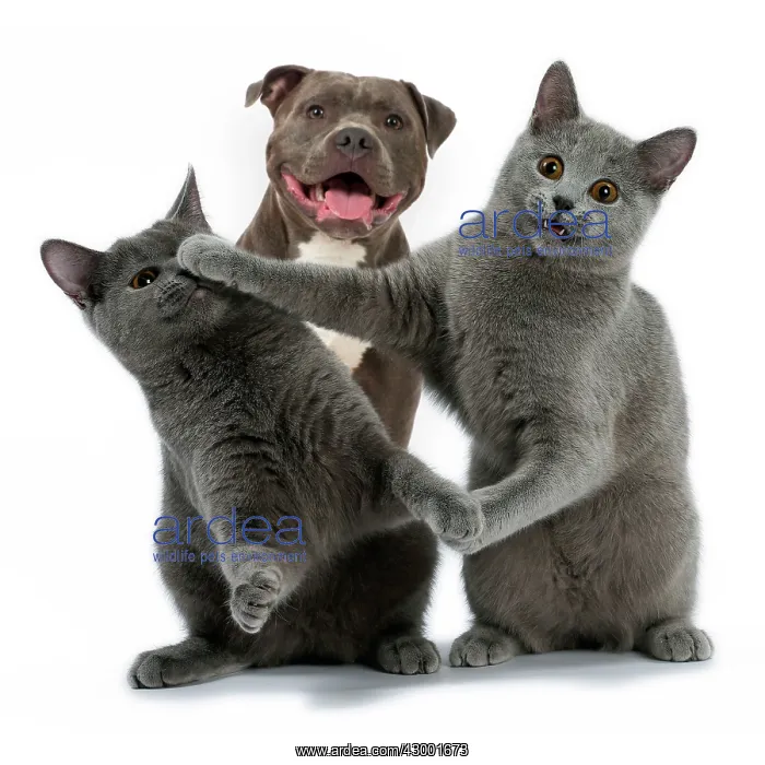 : Cat Chartreux on hind legs fighting / boxing each other : Cat Chartreux on hind legs fighting / boxing each other