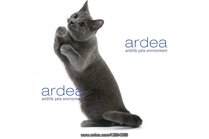  : Cat - Chartreux on hind legs ready to box  /  fight