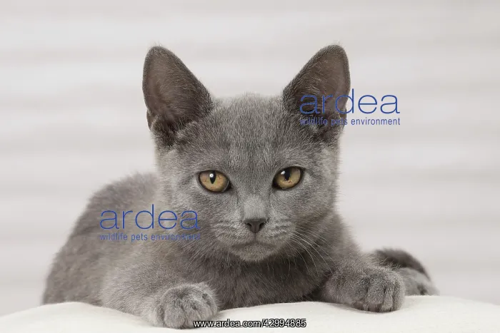  : Cat - Chartreux kitten 3 months old