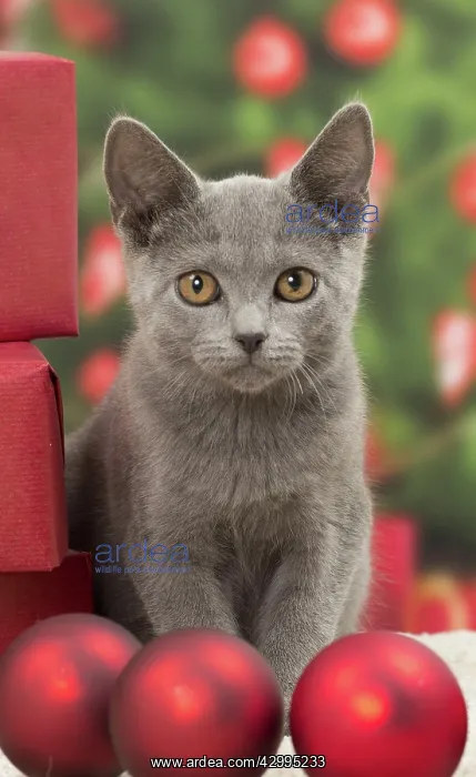 : Cat - Chartreux kitten 3 months old. Christmas baubles : Cat - Chartreux kitten 3 months old. Christmas baubles