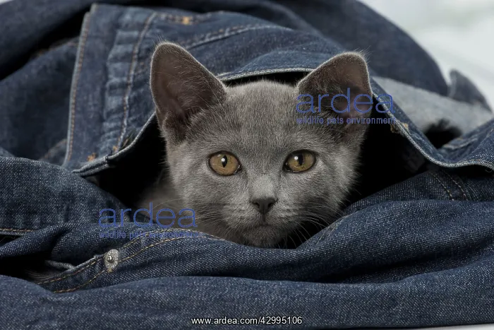  : Cat - Chartreux kitten 3 months old. in denim jeans