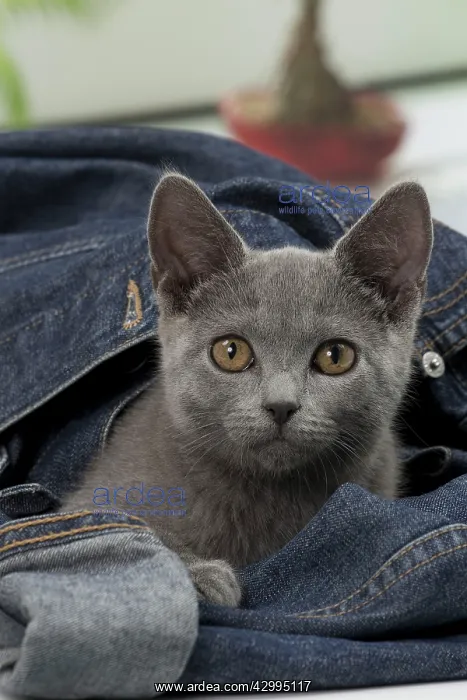  : Cat - Chartreux kitten 3 months old. in denim jeans