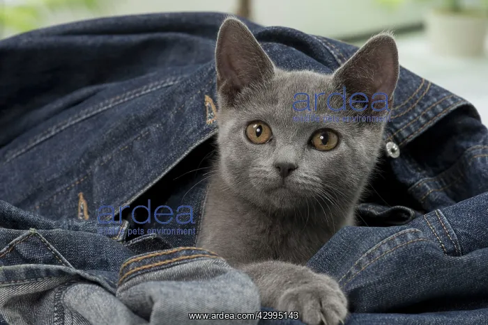  : Cat - Chartreux kitten 3 months old. in denim jeans