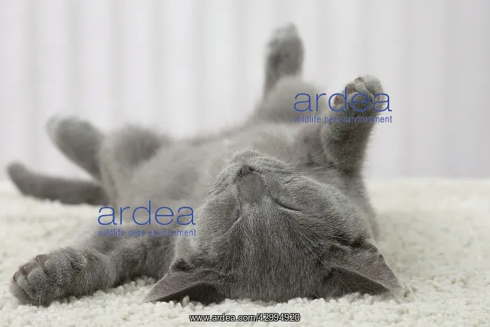 : Cat - Chartreux kitten 3 months old. sleeping : Cat - Chartreux kitten 3 months old. sleeping