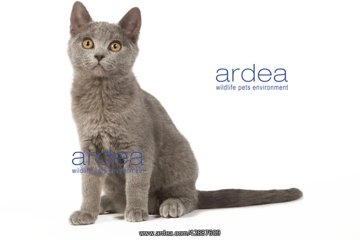  : Cat - Chartreux kitten