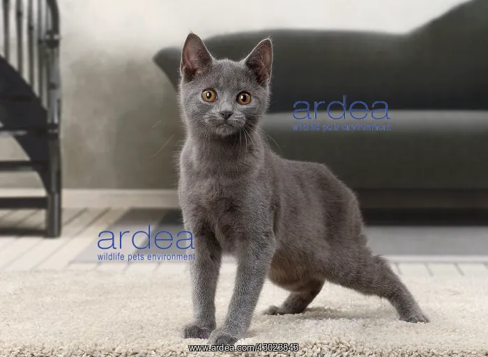  : Cat Chartreux kitten
