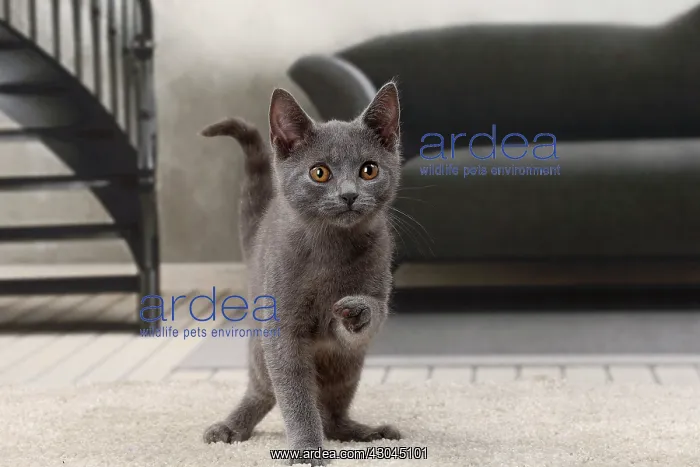 : Cat Chartreux kitten