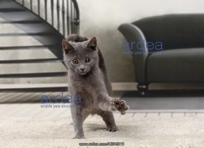  : Cat Chartreux kitten