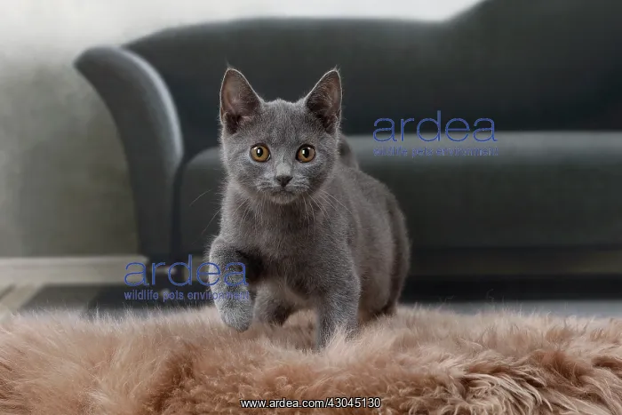  : Cat Chartreux kitten