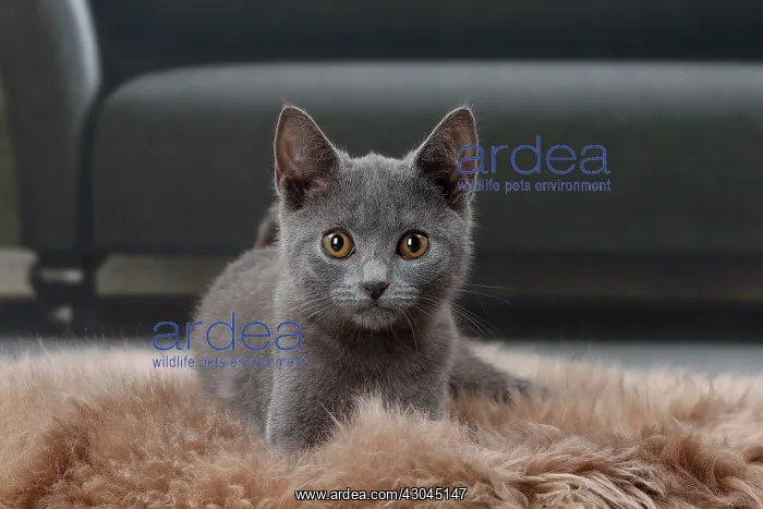  : Cat Chartreux kitten