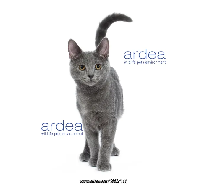 : Cat - Chartreux kitten : Cat - Chartreux kitten
