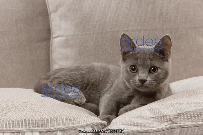 : Cat - Chartreux kitten : Cat - Chartreux kitten