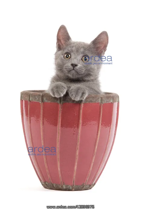  : Cat - Chartreux kitten in flowerpot