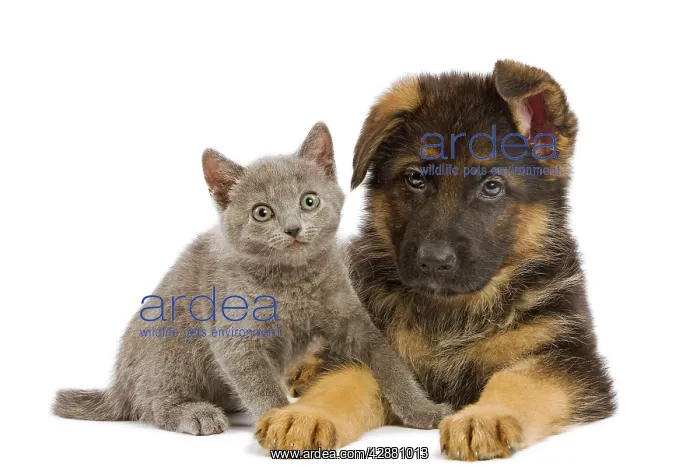 : Cat - Chartreux kitten with German Shephern / Alsatian puppy : Cat - Chartreux kitten with German Shephern / Alsatian puppy