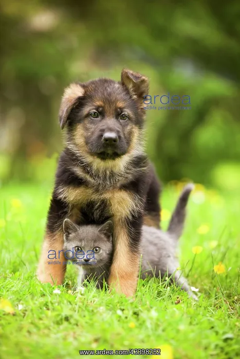 : Cat - Chartreux kitten with German Shephern / Alsatian puppy : Cat - Chartreux kitten with German Shephern / Alsatian puppy