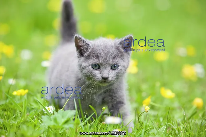  : Cat - Chartreux kitten in grass