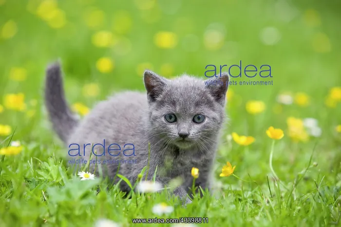 : Cat - Chartreux kitten in grass