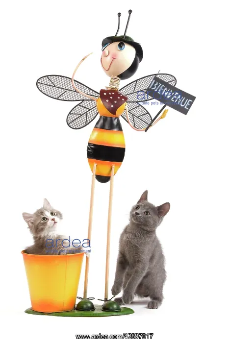 : Cat - Chartreux kitten & grey & white kitten in : Cat - Chartreux kitten & grey & white kitten in