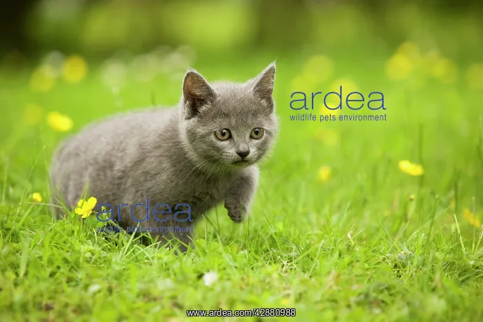  : Cat - Chartreux kitten stalking