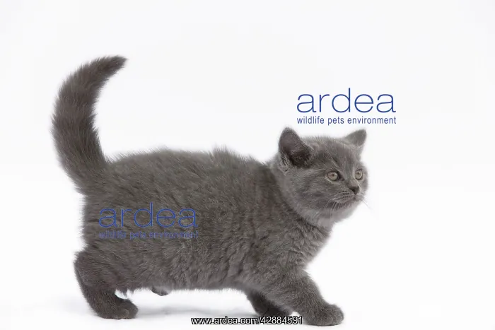  : Cat - Chartreux kitten in studio