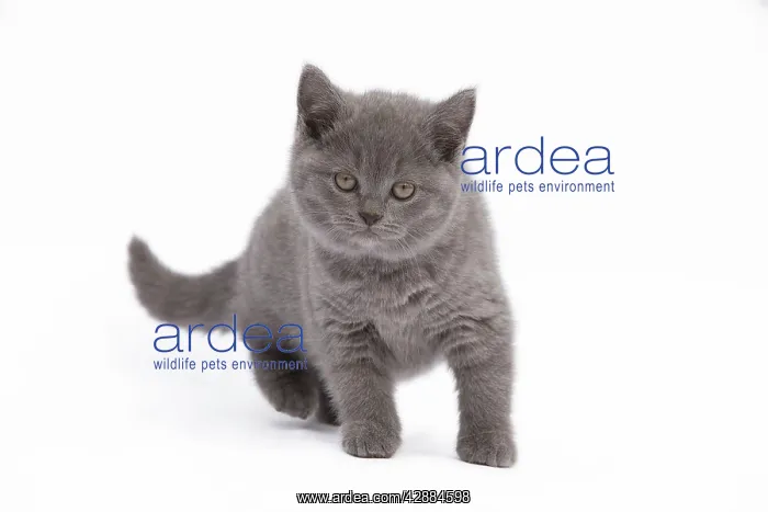  : Cat - Chartreux kitten in studio