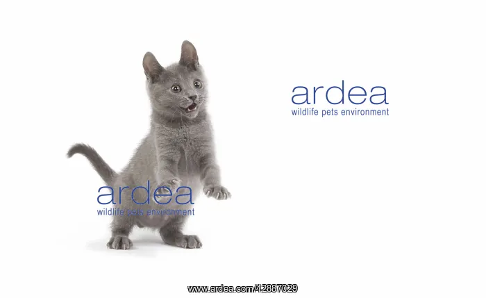  : Cat - Chartreux kitten in studio