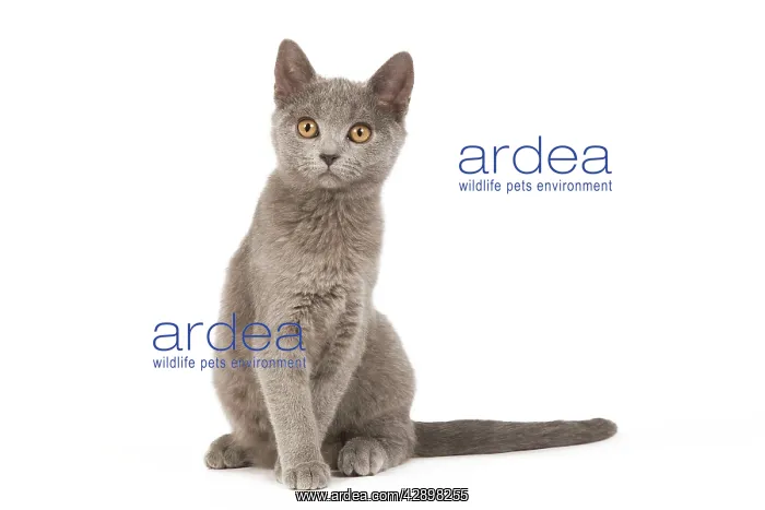  : Cat - Chartreux Kitten in studio