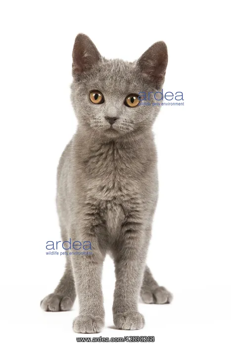 : Cat - Chartreux Kitten in studio