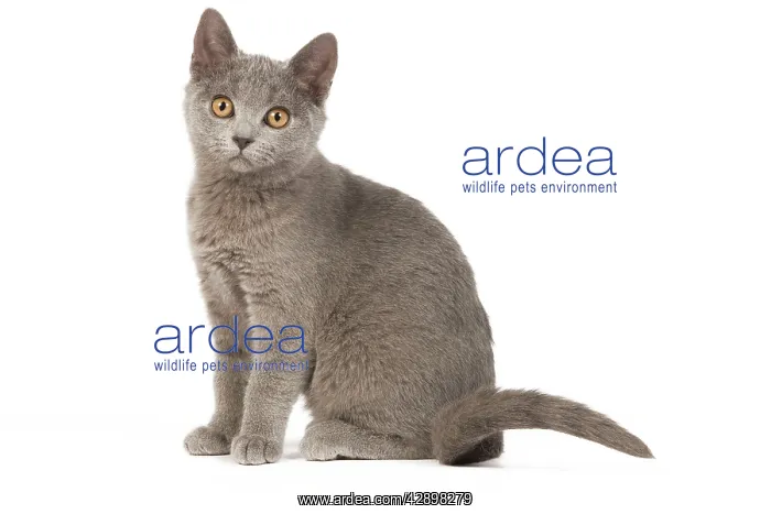  : Cat - Chartreux Kitten in studio